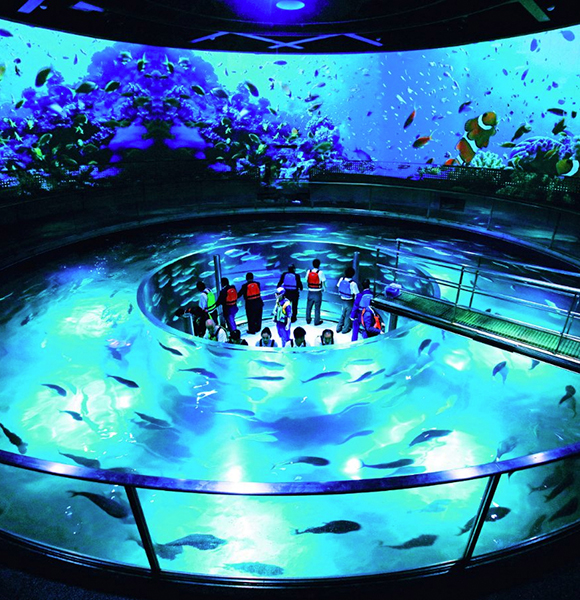 Marine world kinosaki aquarium dive experience fish dance