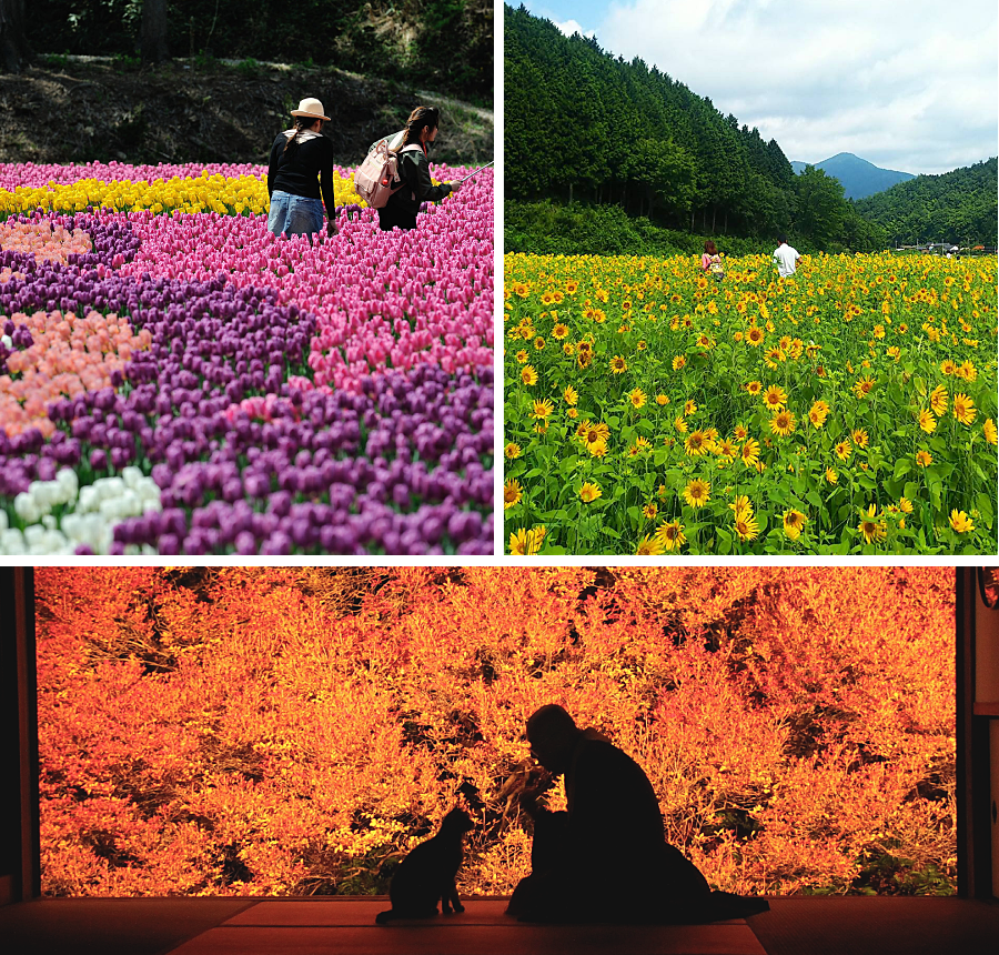 Tanto spring fall tulips sunflowers ankokuji