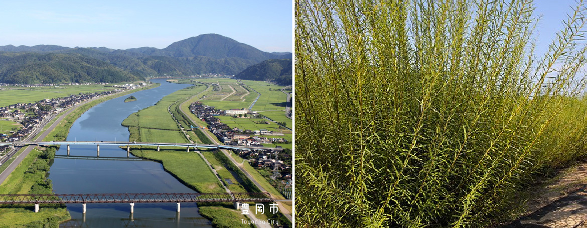 Two pictures next to eachother. One shows Toyooka's Marugawa river, the other shows brush of Salix koriyanagi, an East Asian species of willow used primarily in basket-weaving